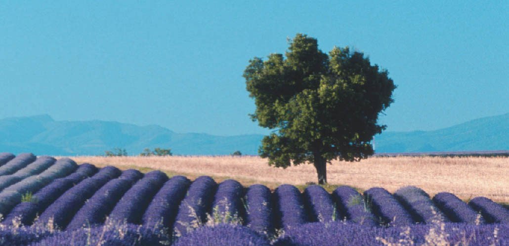 PROVENCE-1.jpg